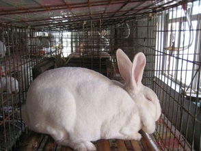 山东獭兔养殖基地,獭兔养殖技术,怎么养獭兔供应商 山东坤宇种兔科研基地