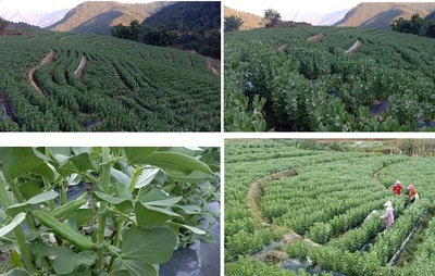 平村乡试验示范种植蚕豆成效明显
