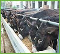 山东同辉牧业-畜牧-肉驴产品展厅-环球经贸网