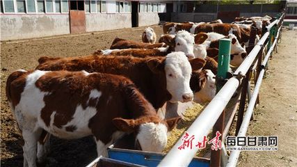 肃南县:养牛增收“牛劲”足